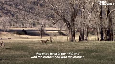 Injured Fawn Deer In Rocky Mountains Gets Adopted | The Dodo Faith = Restored