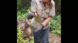 Hallan en Australia un "monstruoso" sapo de caña de 2,7 kilos