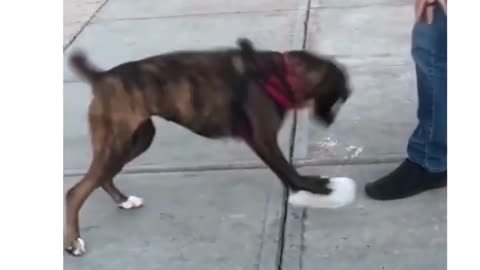 funny dog prank short