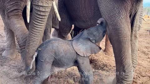 Baby Elephant Born in Ithumba | Meet Milo | Sheldrick Trust