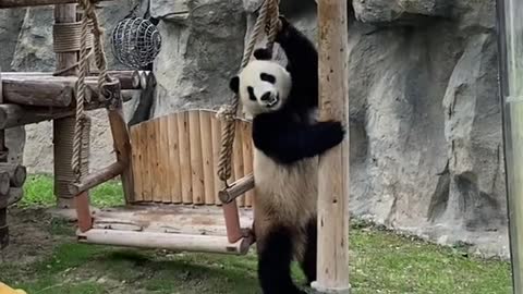 giant pandas