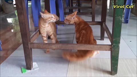 Cats Fighting and Meowing These Two are Bloody Brothers.