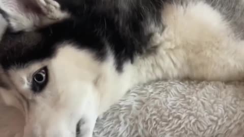 A Rumble Video Celebration of Dogs and Cats.