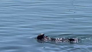 Morro Bay Otter