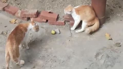 Cats Fighting with sound #viral