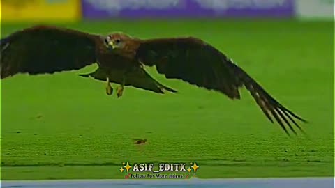 What a Entry | WoW | Cricket Lovers |Eagle Star