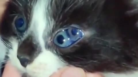 Oh, my God, this kitten has two eyeballs in one eye?