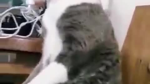 Cat funny video