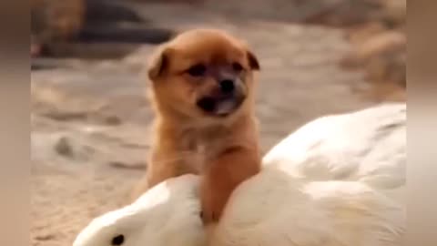 cute duck & dog