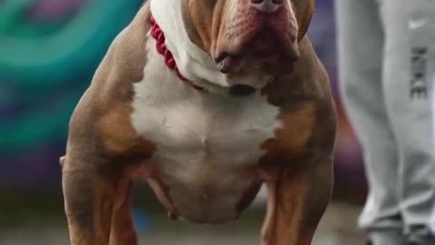 ⭐️⭐️⭐️GOLD 🦍⭐️⭐️⭐️#dogs #dogsreaction #reels #shorts #puppy #puppies #viralvideo #trending #usa
