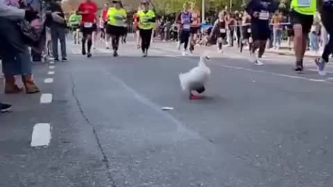 Duck named wrinkle becomes the first duck to run in the new York marathon