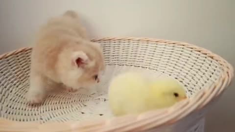 Kittens walk with a tiny chick