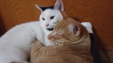 Cat gives best friend a loving massage