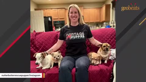 Woman adopted a strange dog that's a mix of 13 breed | amazingstory