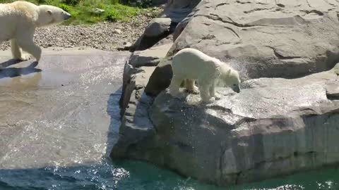 Eisbärbaby Skadi & Kaja - Zoo Rostock - 6.5.´22