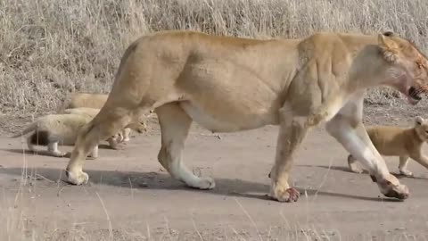 Lioness and her six little cubs having fun