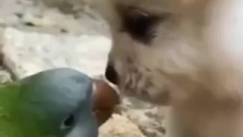 A dog and parrot love you haven't seen