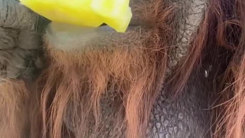 orangutan enjoying his ice cream 🦧🦧