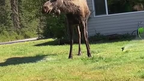 Cow Moose Using Sprinkler to Cool off on Hot Day