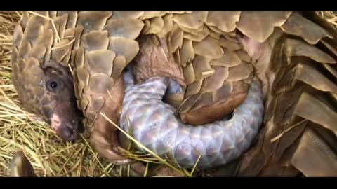 The Struggle give birt a baby's Pangolins