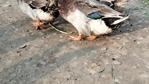 Duck 🦆 Quack Quack Sound By Kingdom of Awais