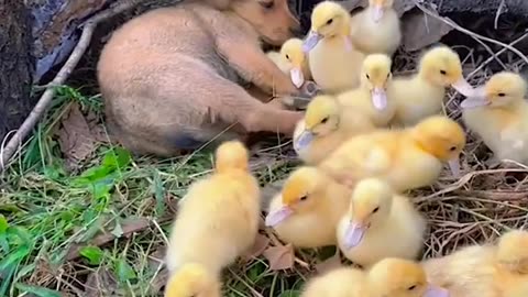 Puppies and ducklings