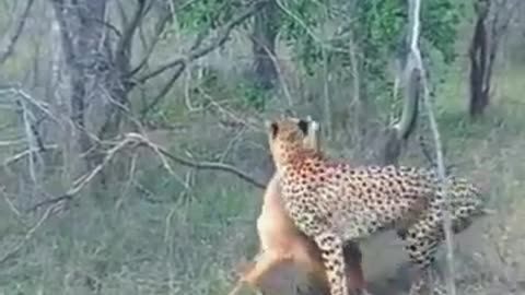 Cheetah hunting in front of the camera 😮