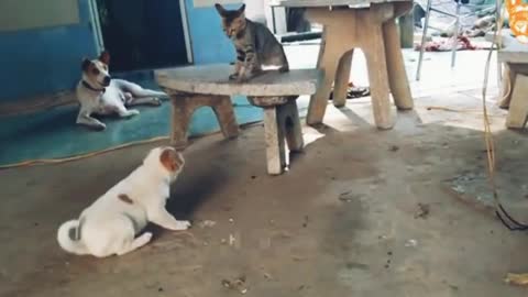 Cat Dog funny fight