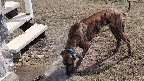 Dane found hose