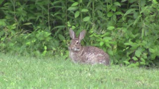 Backyard bunnies