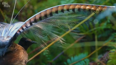 Lyrebird | Birds that imitate the sound of crying babies and chainsaws