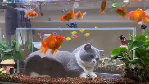 Fish: We raised a cat