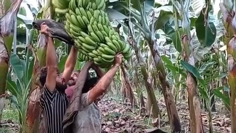 Beautiful natural bananas trees video