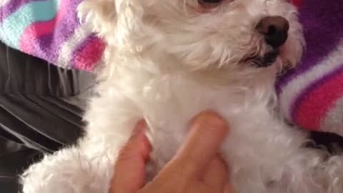 Adorably puppy demands to be scratched