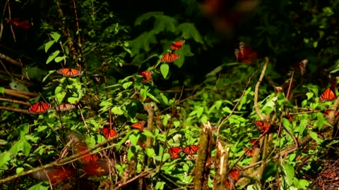 Monarch butterflies decline this winter in Mexican forests