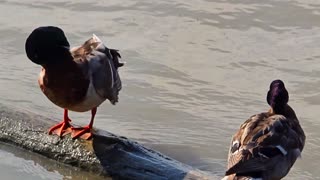 Ducks and a goose in the river / beautiful water birds by the water.