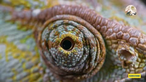 Chameleon eye