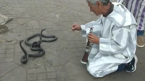 snake charmer in Marrakesh, Morocco