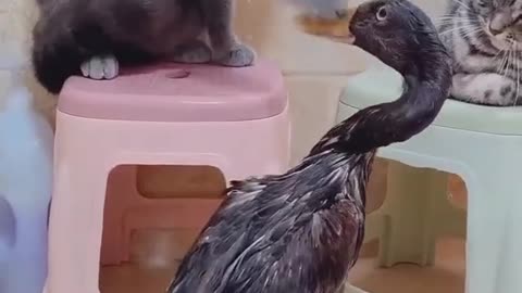 Cat Vs Duck 🦆🦆🦆