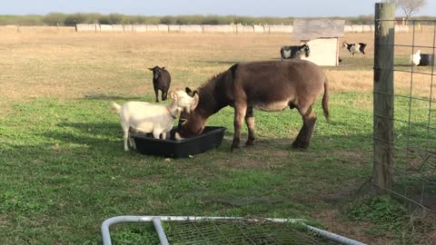 30 Seconds Donkey & Tiny White Goat dinner