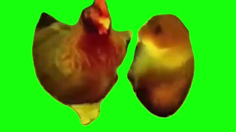 Chicken and Hamster Dancing | Green Screen