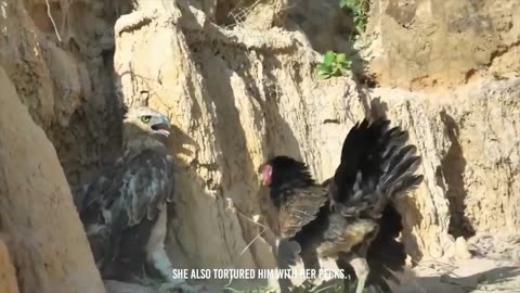 Rooster Saved Her Kids From Ferocious Attack Of Eagle
