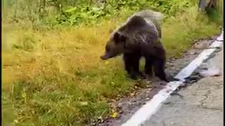 Romania: Bear cub smiles and entertains drivers