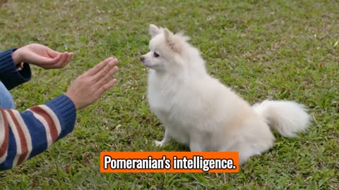 The Pomeranian - Unveiling Top Personality Traits, Characteristics, and Fun Facts! 🐾