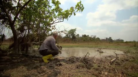 Catching A Giant Electric Eel With Rubber Gloves