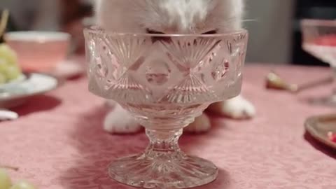 Just a fancy kitty drinking from a crystal glass