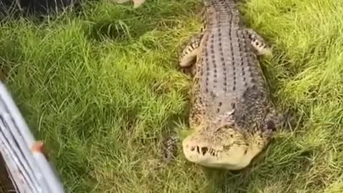 crocodile