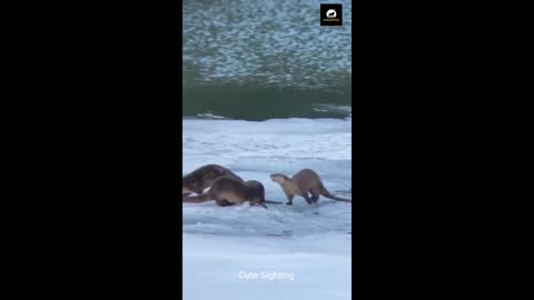 Wrestling Otters Slip and Slide on Ice