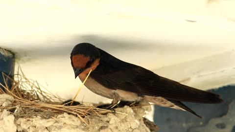 swallow chicks in a Nest | Love Birds | Birds Lovers