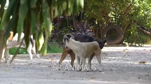 Unbelievable! again and again a strongest dog back to meeting after finished second time